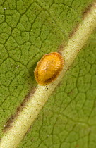 Cushion scale insect (Pulvinaria floccifera) on underside of cultivated Rhododendron (Rhododendron sp) leaf. In garden, Berkshire, England, UK. June.