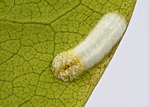 Cushion scale insect (Pulvinaria floccifera) laying eggs on underside of cultivated Rhododendron (Rhododendron sp) leaf. In garden, Berkshire, England, UK. June.