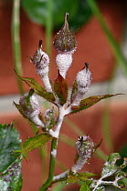 Powdery mildew (Podosphaera pannosa) on Rose (Rosa sp) buds. Cultivated in garden, Berkshire, England, UK. June.