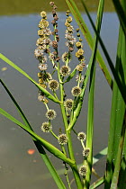 Branched bur-reed (Sparganium erectum) on canal bank. Berkshire, England, UK. June.