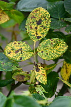 Rose rust (Phragmidium mucronatum) lesions and chlorosis on ornamental Rose (Rosa sp) leaf. Berkshire, England, UK. July.