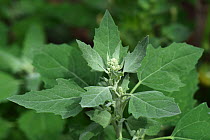 Fat hen (Chenopodium album) growing as weed, about to flower. Berkshire, England, UK. July .