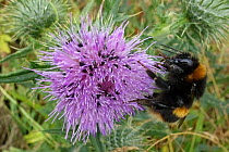 Buff-tailed bumblebee (Bombus terrestris) nectaring on Spear thistle (Cirsium vulgare), thistle with Pollen beetle (Brassicogethes aeneus) infestation. Berkshire, England, UK. July.