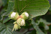 Hazel nuts (Corylus avellana) maturing on tree in summer. Berkshire, England, UK. July.