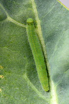 Single small white (Pieris rapae) caterpillar on Broccoli (Brassica oleracea) leaf. Berkshire, England, UK. August.
