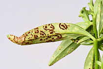 Antirrhinum rust (Puccinia antirrhini) with pustules on underside of Snapdragon (Antirrhinum sp) leaf. Cultivated in garden, Berkshire, England, UK. August.