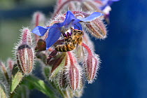 Honey bee (Apis mellifera) nectaring on Borage (Borago officinalis). Berkshire, England, UK. August.