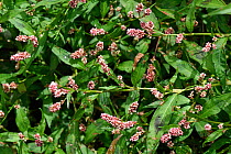 Redshank (Persicaria maculosa), an annual arable weed. Berkshire, England, UK. August.