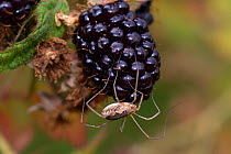 Harvestman (Phalangium opilio) female on cultivated Blackberry (Rubus sp) fruit, this predator serves as a biological control species. Berkshire, England, UK. August.