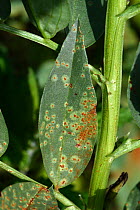 Broad bean rust (Uromyces vicia-fabae) on Broad bean (Vicia faba) leaf, notches made by Bean weevil (Chrysomelidae) around edge. Berkshire, England, UK. August.