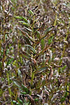 Field bean rust (Uromyces viciae-fabae) damage to Field bean (Vicia faba) crop. Berkshire, England, UK. August.