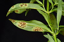 Antirrhinum or snapdragon rust (Puccinia antirrhini) pustules in a circular lesion on the underside of Snapdragon (Antirrhinum sp) leaf, August.