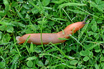Spanish slug (Arion vulgaris) on grass, tan colour variation. Berkshire, England, UK. August.