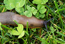 Spanish slug (Arion vulgaris) with closed pneumostome on grass, light grey colour variation. Berkshire, England, UK. August.