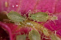Foxglove aphid (Aulacorthum solani) infestation on Bougainvillea (Bougainvillea sp) flower in conservatory, UK. August.