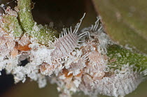 Glasshouse mealybug (Pseudococcus viburni) infestation on Bougainvillea (Bougainvillea sp) peduncle in conservatory, UK. August.