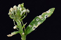 Flea beetle (Phyllotreta nigripes) feeding damage to leaves of Sweet alyssum (Lobularia maritima). Berkshire, England, UK. August.