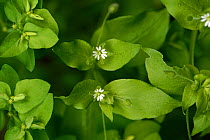Chickweed (Stellaria media), an annual arable weed. Berkshire, England, UK. August.