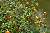 Orange balsam (Impatiens capensis) flowering and seeding at edge of Kennet and Avon Canal, Berkshire, England, UK. August.