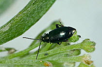 Flea beetle (Phyllotreta nigripes) on Sweet alyssum (Lobularia maritima). Berkshire, England, UK. August.