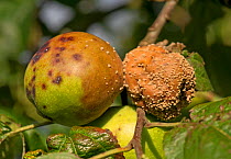 Apple (Malus domestica) fruits infected with Brown rot (Monilinia spp.). Berkshire, England, UK. September.