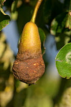 Corky brown damage to Pear (Pyrus communis) fruit possibly caused by early Eriophyid (Eriophyidae) blister mite infestation. Berkshire, England, UK. September.