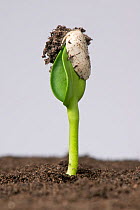 Sunflower (Helianthus annuus) seedling with cotyledons still trapped inside pericarp, following germination.