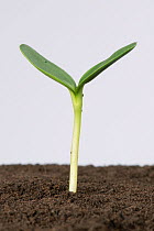 Sunflower (Helianthus annuus) seedling with cotyledons expanding following germination.