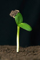 Sunflower (Helianthus annuus) seedling with expanding cotyledons, pericarp retained on leaf. Sequence 2/3.