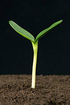 Sunflower (Helianthus annuus) seedling with expanding cotyledons. Sequence 3/3.