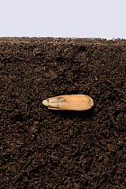 Sunflower (Helianthus annuus) seed in soil, prior to germination and growth, above and below ground. Sequence 1/5.