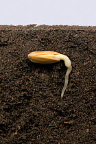 Sunflower (Helianthus annuus) seed within pericarp / seed coat, radicle developing. Above and below ground. Sequence 2/5.