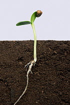 Sunflower (Helianthus annuus) seedling with cotyledons expanding, pericarp still attached to leaf. Above and below ground. Sequence 4/5.