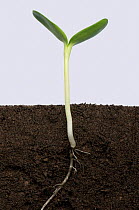 Sunflower (Helianthus annuus) seedling with cotyledons expanding, above and below ground. Sequence 5/5.