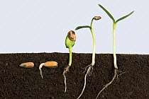 Sunflower (Helianthus annuus) seedlings in different stages of germination from seed to seedling with cotyledons, above and below ground. Sequence.