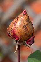 Rose (Rosa sp), aborted bud diseased with Grey mould (Botrytis cinerea) after damp weather. Berkshire, England, UK. September.