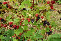 Cultivated Blackberries on Bramble (Rubus sp) plants supported by wires, ripe and unripe berries. Berkshire, England, UK. July.