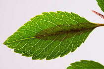 Firethorn leaf miner (Phyllonorycter leucographella) mine, damage to Firethorn (Pyracantha sp) leaf. Berkshire, England, UK. September.