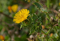 Bristly oxtongue (Helminthotheca echioides). Chesil Beach, Dorset, England, UK. October.