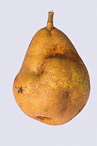 Doyenne du Comice pear (Pyrus communis) fruit with deformity caused by Pear stony pit virus. Berkshire, England, UK.