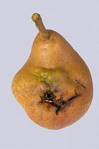 Doyenne du Comice pear (Pyrus communis) fruit with deformity caused by Pear stony pit virus. Berkshire, England, UK.