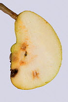 Doyenne du Comice pear (Pyrus communis) fruit with deformity and internal hard growth caused by Pear stony pit virus, cross section. Berkshire, England, UK. October.