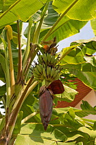 Lady finger / Sugar banana (Musa acuminata) unripe bunch growing amongst leaves. Bangkok, Thailand.