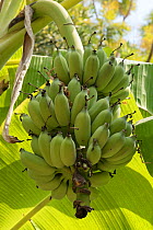 Lady finger / Sugar banana (Musa acuminata) unripe bunch growing on plant. Bangkok, Thailand.