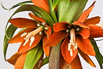 Crown imperial (Fritillaria imperialis) flower head, close up.