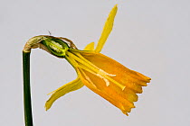 Daffodil (Narcissus cyclamineus &#39;Jetfire&#39;) cross section of flower trumpet with stamens, style and ovules inside ovary. March.