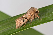 Hebrew character (Orthosia gothica) moth resting on leaf. Berkshire, England, UK. March.