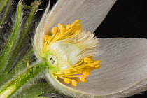 White pasqueflower (Pulsatilla vulgaris &#39;Alba&#39;) cross section, close up of stamens and stigma, cultivated in garden. Berkshire, England, UK. April.