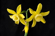 Dwarf daffodil (Narcissus triandrus &#39;Hawera&#39;). Cultivated in garden. Berkshire, England, April