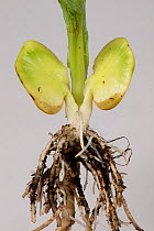 Broad bean (Vicia faba), close up of roots and cross section of germinated seed to show food reserve.